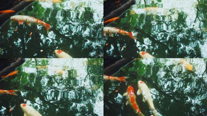 锦鲤鱼/锦鲤在池塘里游泳。宠物之爱，慢动作。