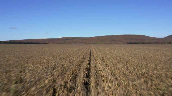 秋季玉米田、北方多色林和山地农业鸟瞰图