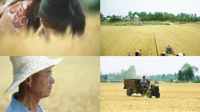 秋收农业收割小麦田野农民拖拉机稻田农村