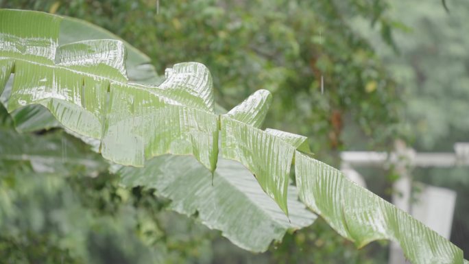 在风雨中摆动的芭蕉叶