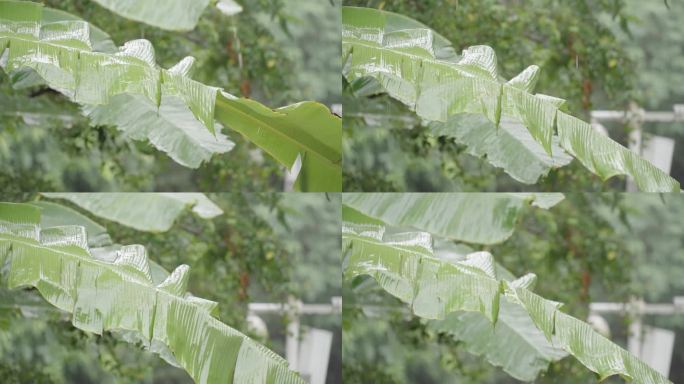 在风雨中摆动的芭蕉叶