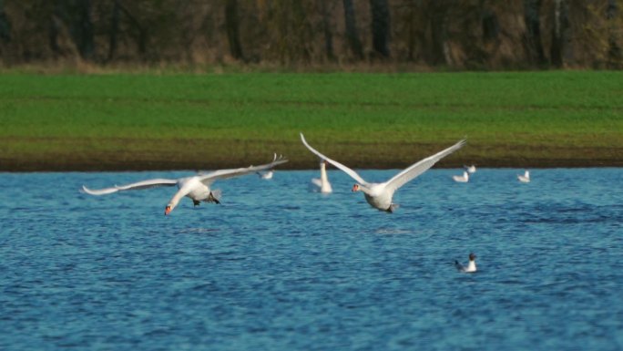 鸟类——在一个阳光明媚的春天清晨，沉默的天鹅（天鹅色）开始在水面上飞翔。