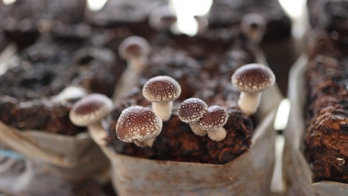 室内农场种植在种植袋中的香菇特写