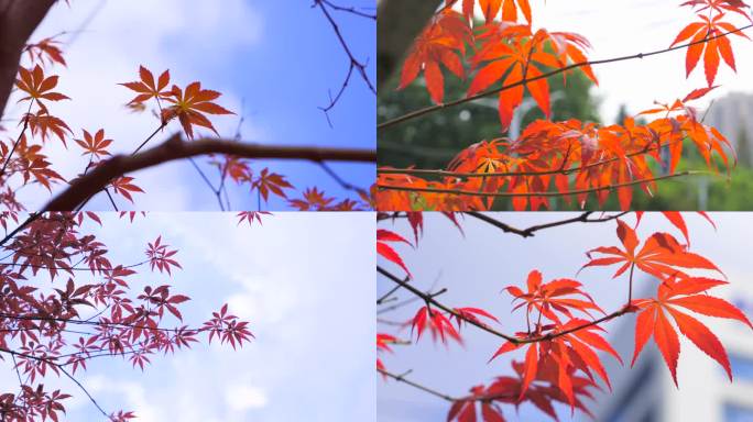 秋天 枫叶 红枫叶