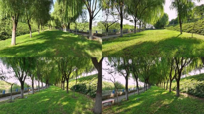 滨河公园绿化柳树柳梢阳光草地
