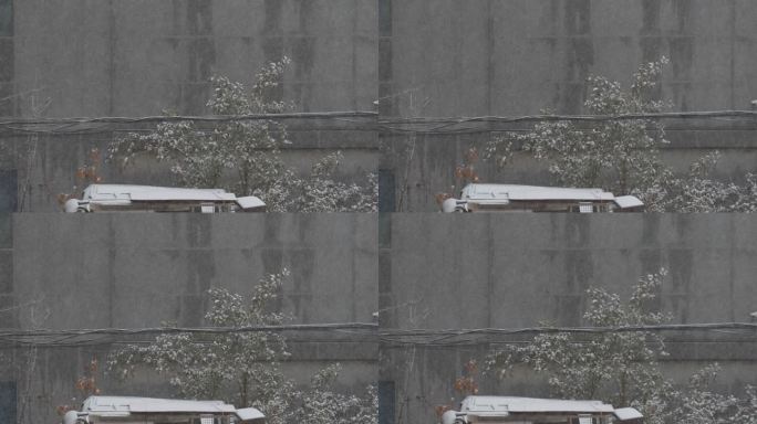 冬日飘雪