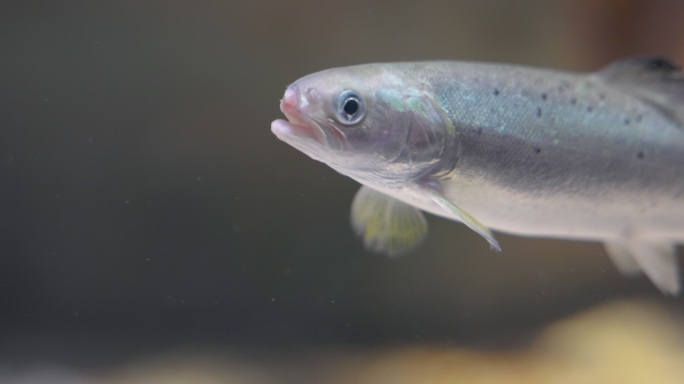 挪威大型水族馆的鱼：小鲑鱼