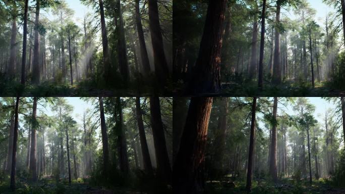 森林阳光光影变化c