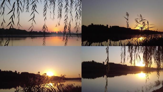 河边日出水天一色芦苇剪影日出东方黎明早晨