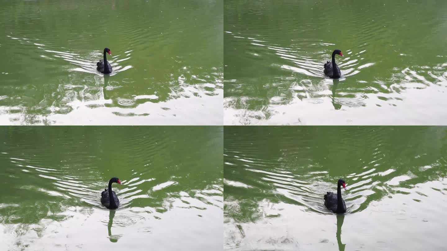 黑天鹅在水中游泳股票视频土耳其-东亚，黑天鹅，4K分辨率，动物，动物身体部分