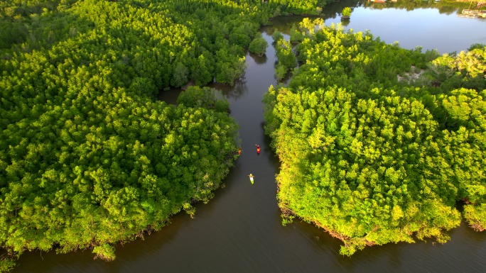 日落场景一群游客或研究人员的俯瞰图，在淡水河湖中划船独木舟划桨，发现和探索植物园热带地带的自然，泰国