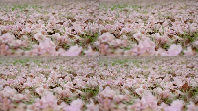 粉红的樱花落在地上