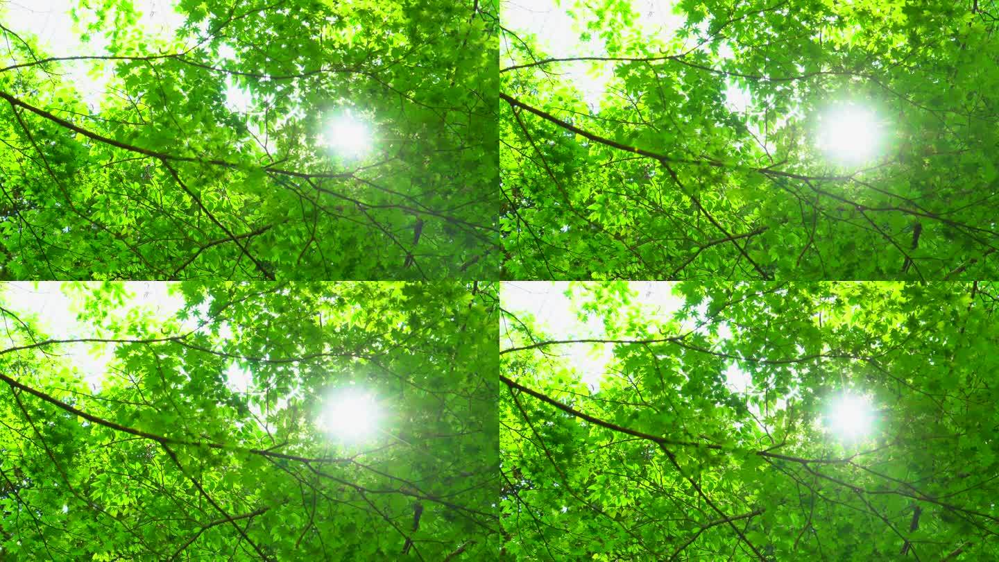新鲜的绿叶日光绿树小清新
