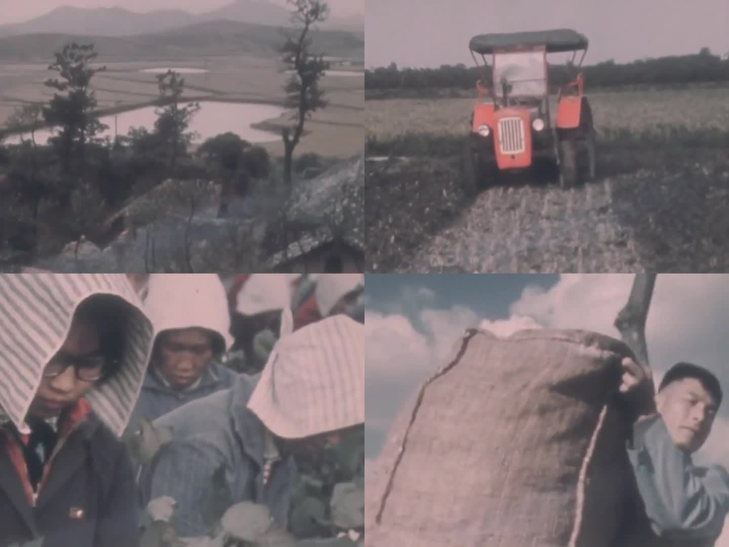 1970年 公社 茶园 棉花 农业丰收