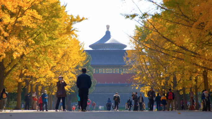 北京天坛秋天银杏