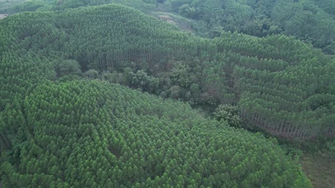 树木 树林 经济林