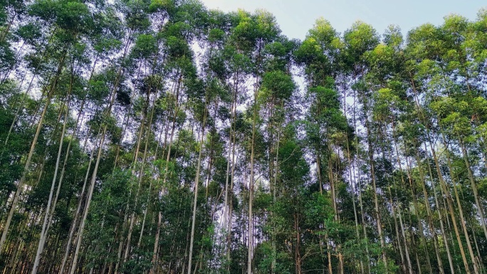 航拍广西南宁郊区桉树林 速生桉