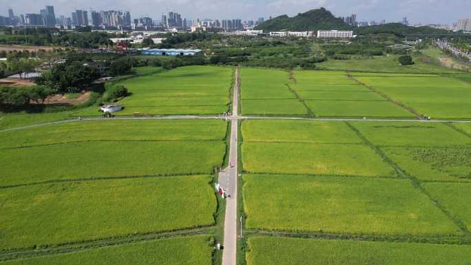 深圳光明小镇欢乐田园稻田