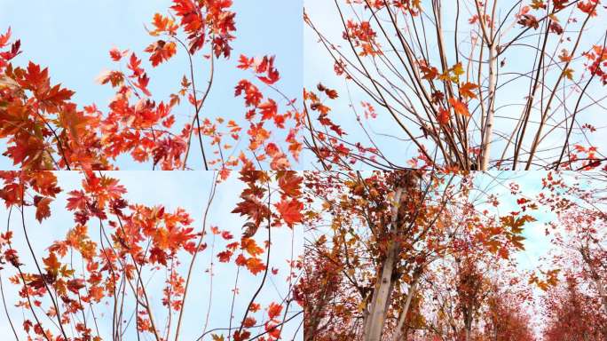 仰拍枫树枝头上挂满红叶