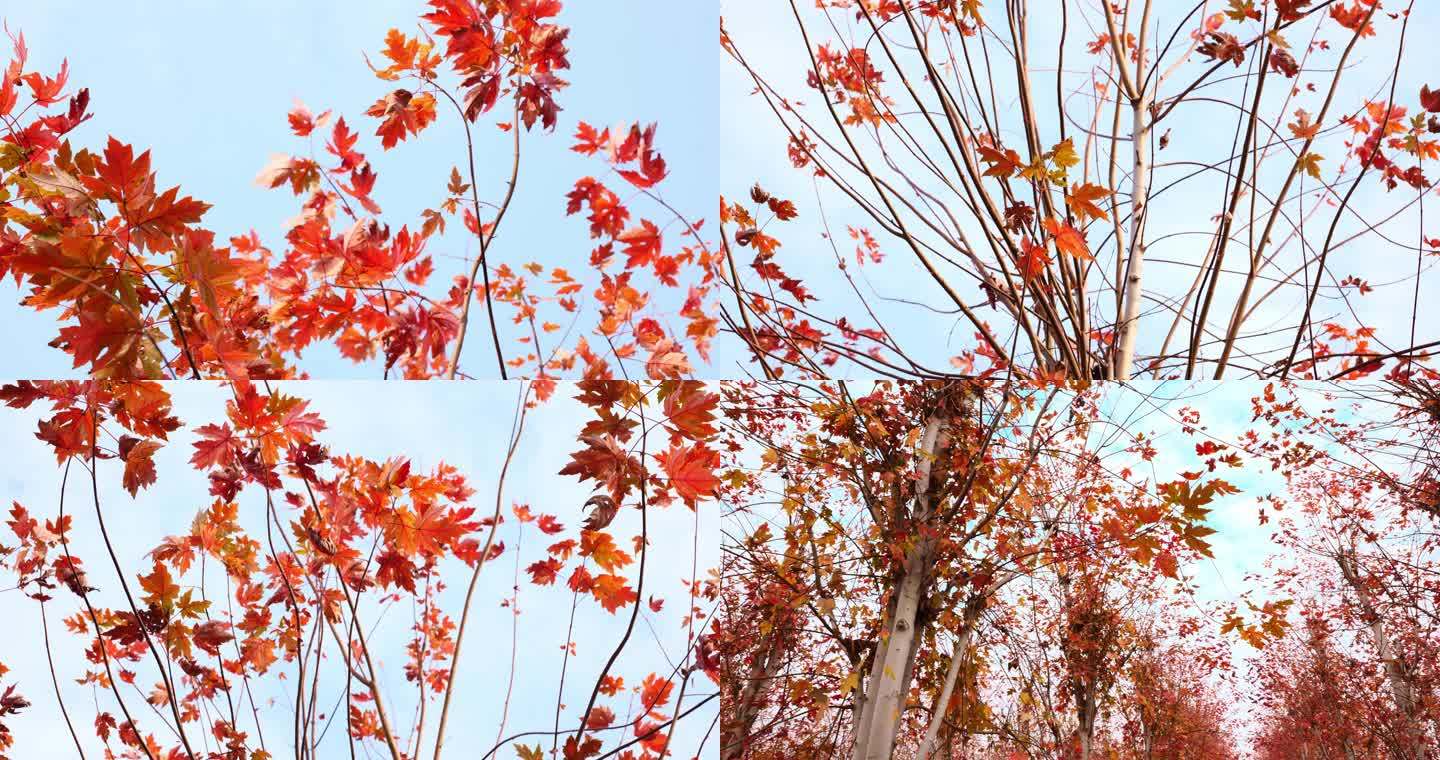 仰拍枫树枝头上挂满红叶