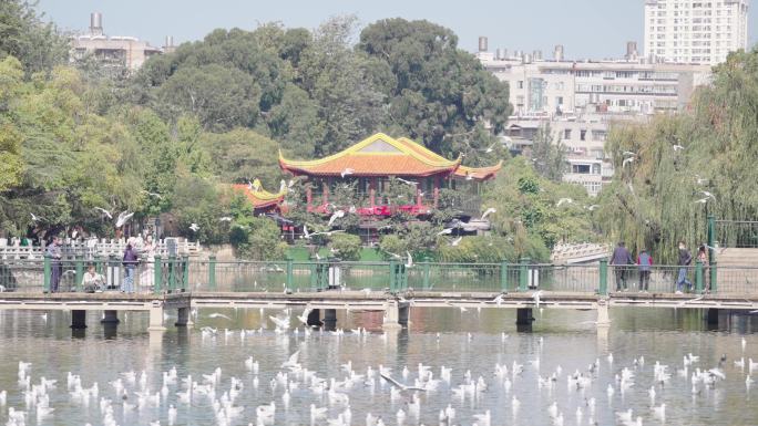 昆明翠湖海鸥