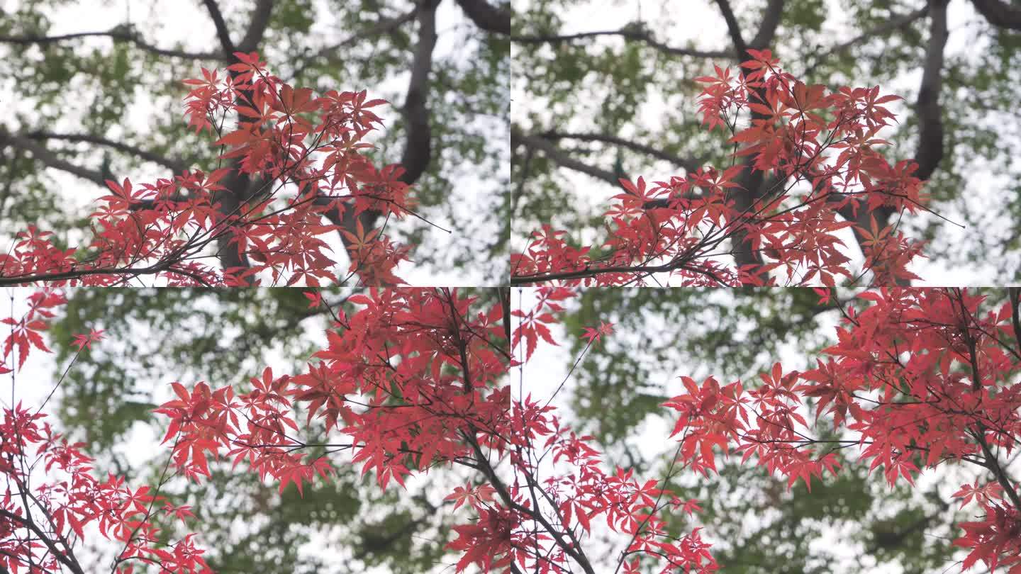唯美红枫 秋景