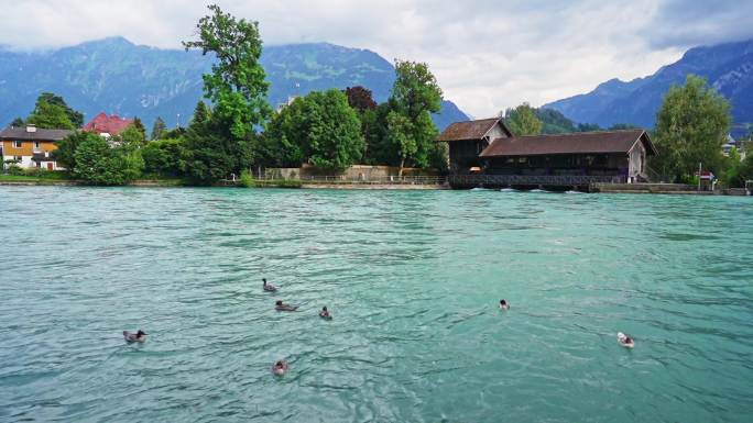 瑞士湖上的鹅瑞士风光