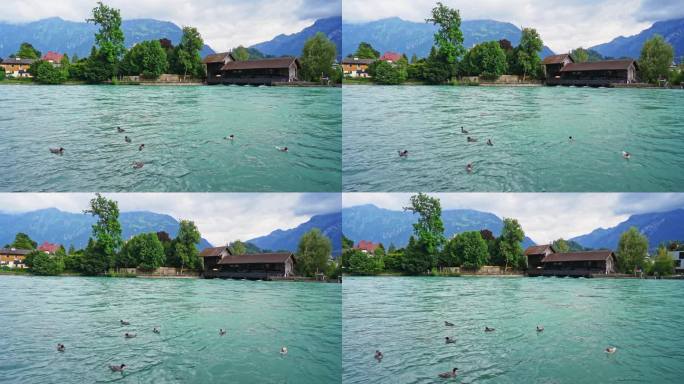 瑞士湖上的鹅瑞士风光