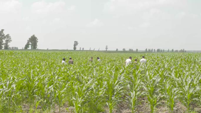 农艺师农学家行走背影观察种植园中的玉米地