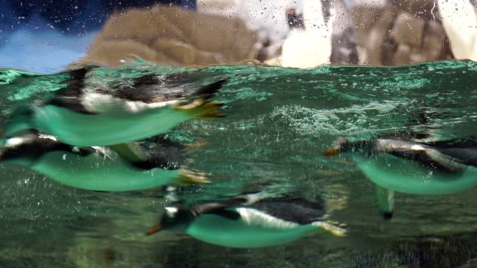 企鹅在水下潜水。水族馆极地动物