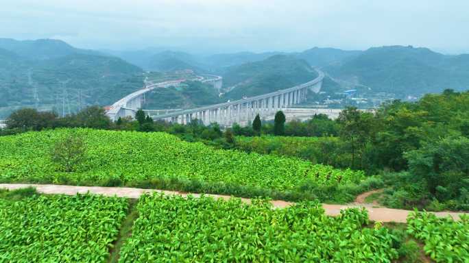 豫西大山里的烟田大景震撼航拍满山烟田11