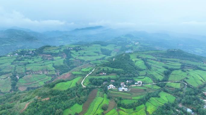 豫西大山里的烟田大景震撼航拍满山烟田6