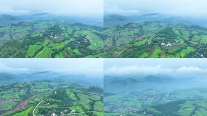 豫西大山里的烟田大景震撼航拍满山烟田6