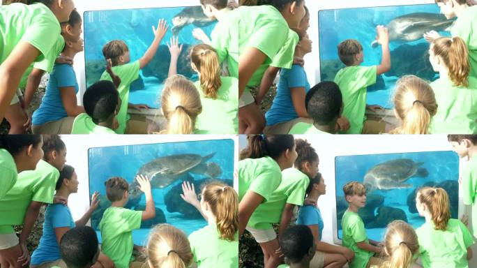 老师和孩子们在水族馆观看海龟
