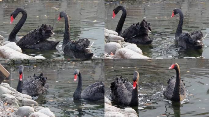 黑天鹅在湖中游泳，特写
