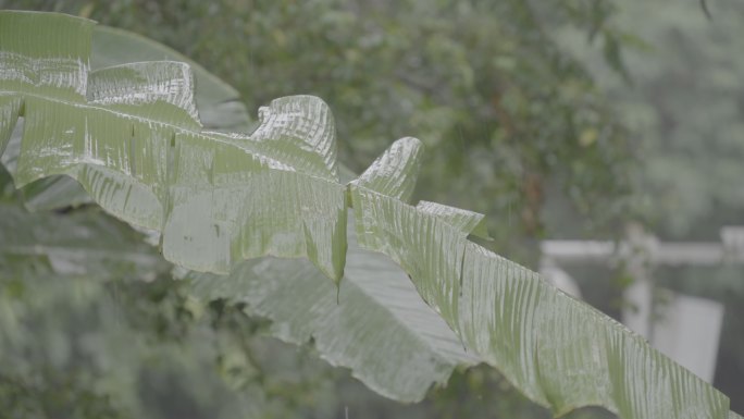 风雨中摆动的芭蕉叶（Slog3未调色版）