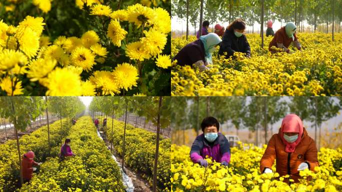 北方菊花套种