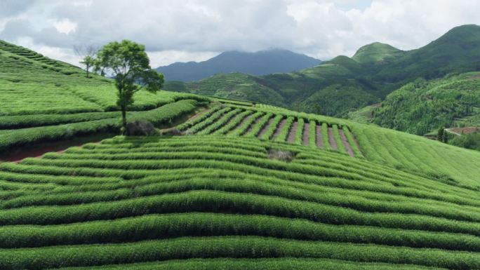 福建 茶山 航拍 高清