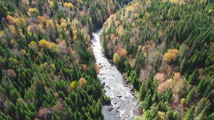 秋季北方森林自然和河流鸟瞰图