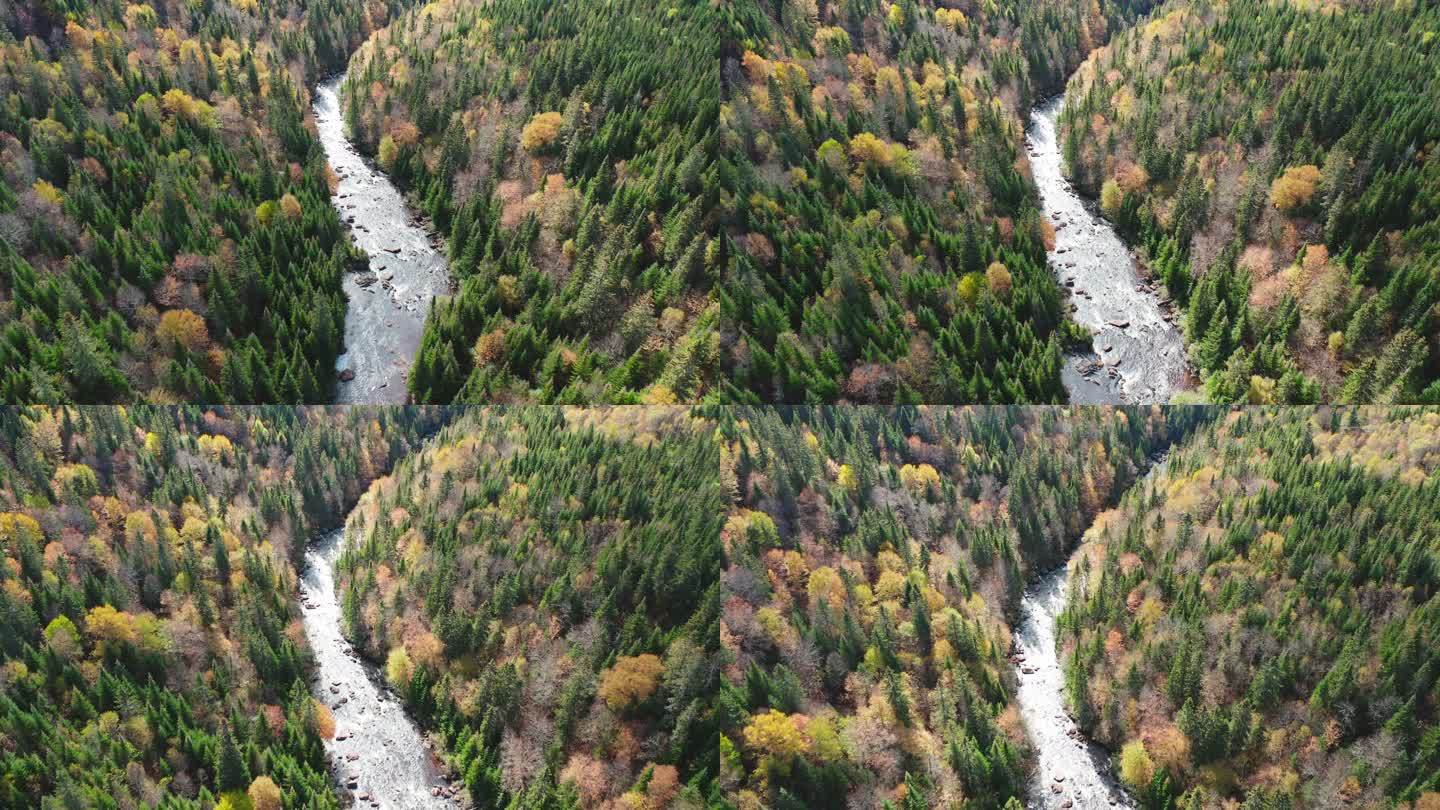 秋季北方森林自然和河流鸟瞰图