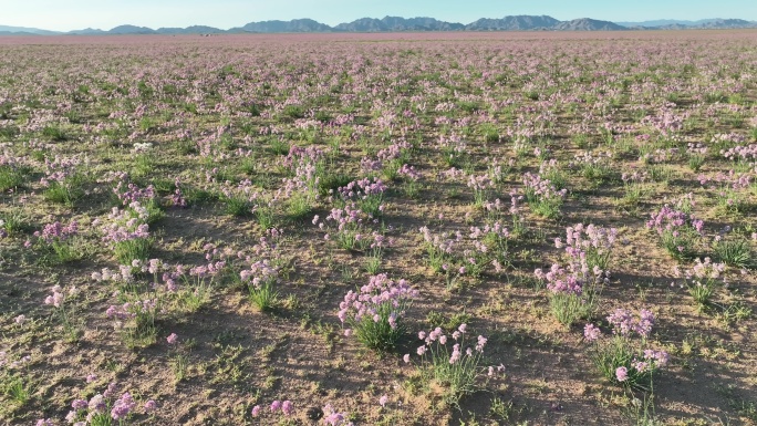 大滩沙葱花