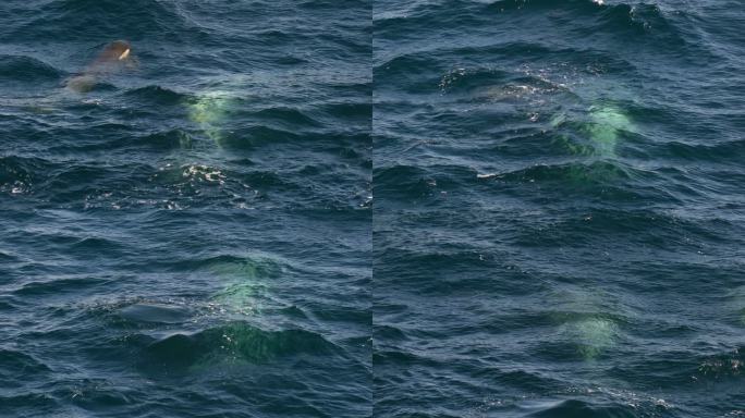 南极的杀人鲸南极杀人鲸海面喷水