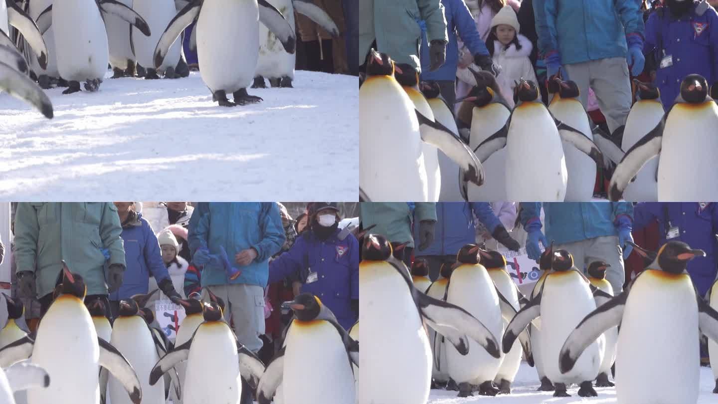 冬季企鹅和家人游行