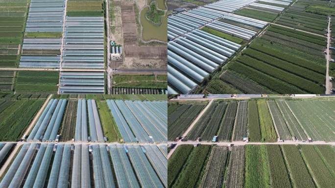 4K高清农业设施大鹏种植基地实拍视频