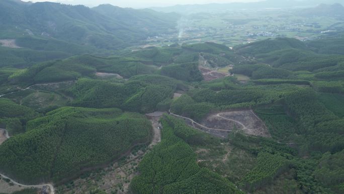 航拍 农村 桉树林