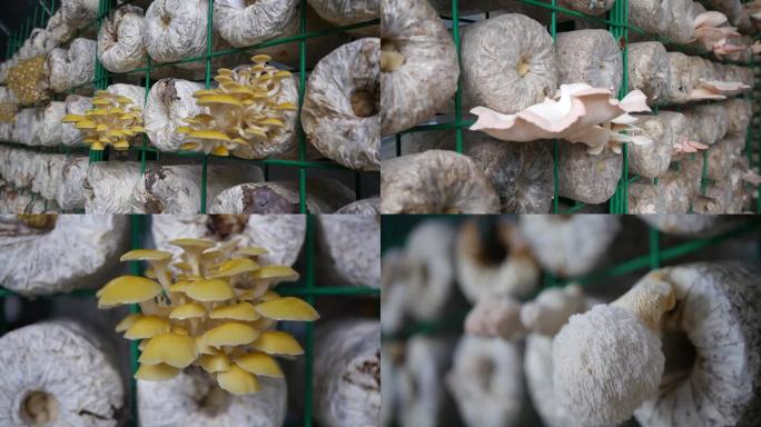 彩色蘑菇科技智能大棚种植