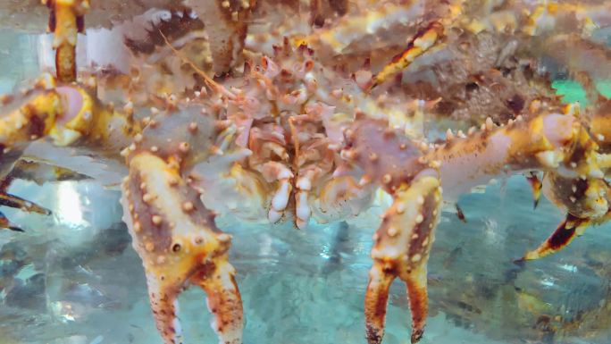 海鲜市场水池中的帝王蟹