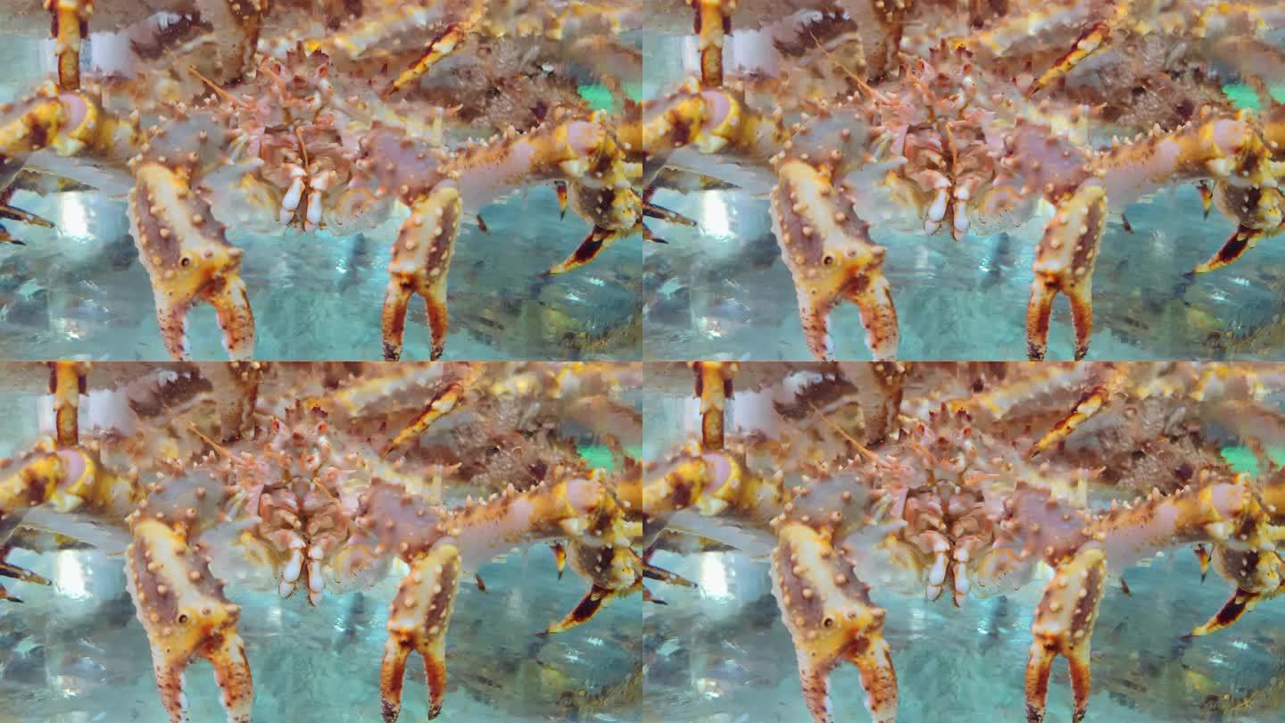 海鲜市场水池中的帝王蟹