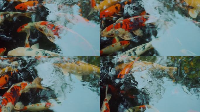 锦鲤鱼/锦鲤在池塘里游泳。宠物之爱，慢动作。