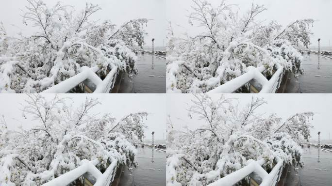 路旁树上积压的雪